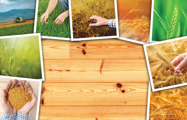 Wheat agriculture photo collage