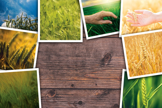 Wheat in agriculture photo collage