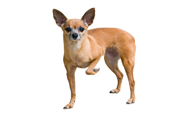 Pet little brown dog Terrier isolated on a white background, tucked one paw
