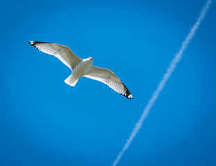 Seagull flying 