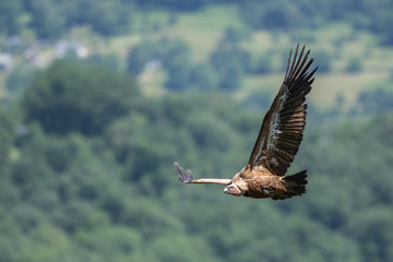 Vautour fauve