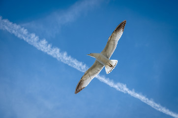 Seagull flying on sky of Chicago
