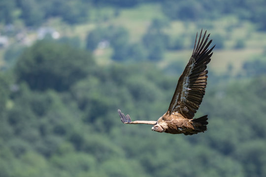 Vautour fauve