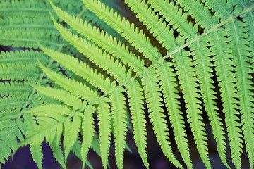 Fern green thicket