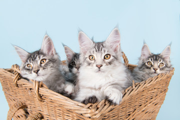 Fototapeta na wymiar Maine coon kittens in basket