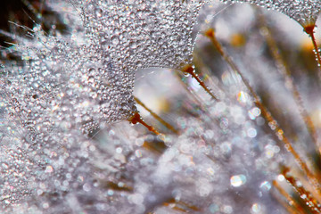 Large white fluffy dandelion flower.
