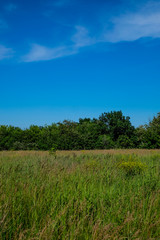 Obraz premium green field and blue sky