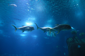 Fototapeta premium Fish in oceanarium in Lisbon Portugal