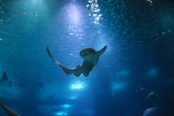Fish in oceanarium in Lisbon Portugal