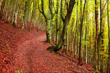 Golden autumn in beech forest in Carpathians