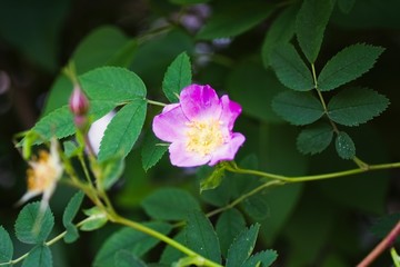 Dog rose Rosa canina
