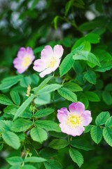 Dog rose Rosa canina