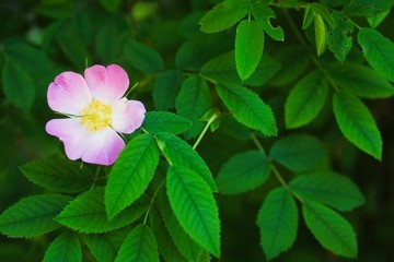 Dog rose Rosa canina