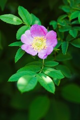 Dog rose Rosa canina