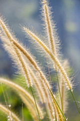 feather pennisetum or mission grass