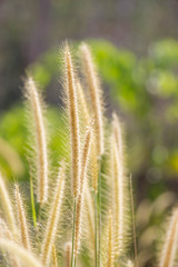 feather pennisetum or mission grass