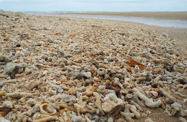 Sandy beach cluttered with several kinds of dead corals. They died due to the increase of pollutants after the urbanization of the coastal areas, increased water temperature and acidity.