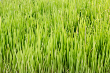 Fototapeta na wymiar blurred of green grass