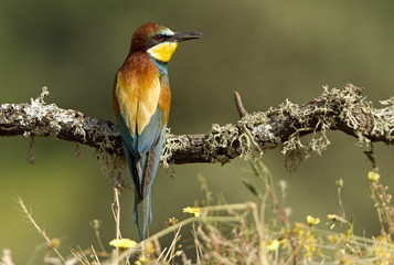 Obraz premium European Bee-eater. Merops apiaster