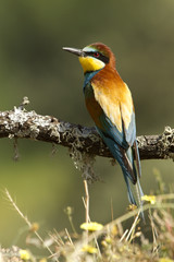 Obraz premium European Bee-eater. Merops apiaster