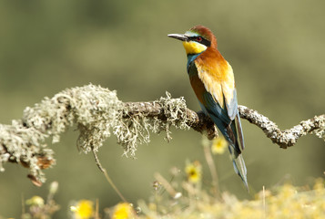 Fototapeta premium European Bee-eater. Merops apiaster