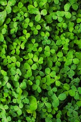 Сlover foliage