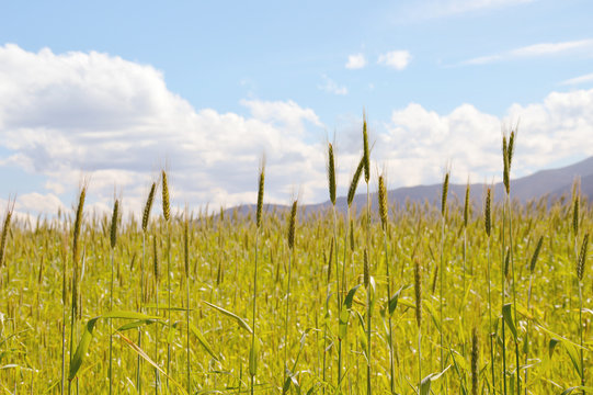 Grain field