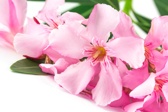 Dettaglio di fiore di oleandro