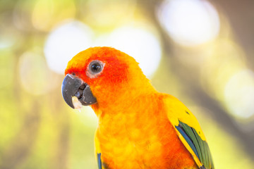 colourful Sun Conure birds