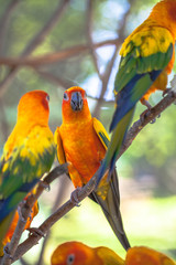 colourful Sun Conure birds
