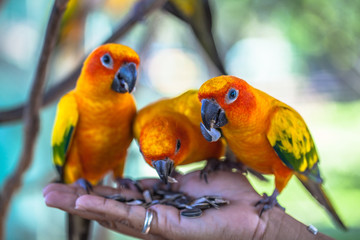 colourful Sun Conure birds