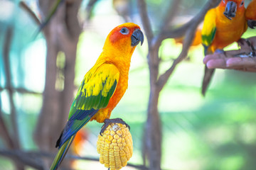 colourful Sun Conure birds