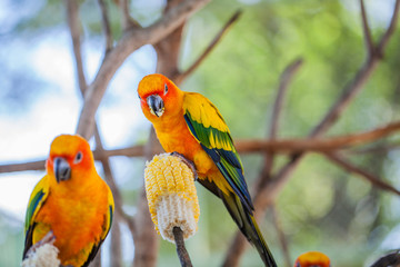 colourful Sun Conure birds