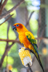 colourful Sun Conure birds