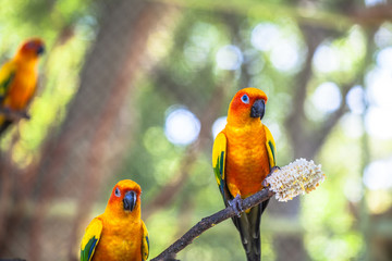 colourful Sun Conure birds