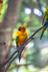 colourful Sun Conure birds