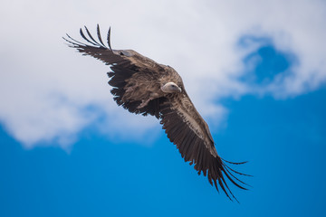 Vulture in  blue sky