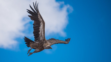 Vulture in  blue sky
