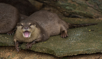Asian small-clawed otter lie down on the rock.