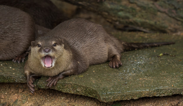 Asian small-clawed otter lie down on the rock.