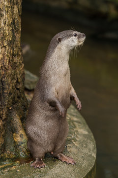 Asian small-clawed otter lie down on the rock.