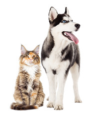 Siberian husky dog and cat