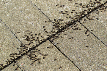 Ants in cracks in paving stones