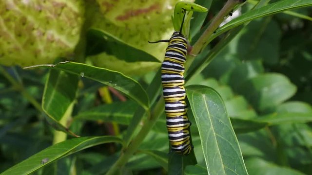 02 Monarch butterfly caterpillar Insect