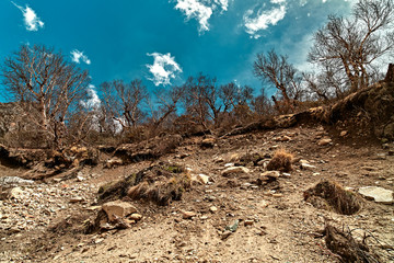 Nakied mountain trees in Himalaya mountains. Gaumukh glacier, Gangotri, Uttarakhand, India.