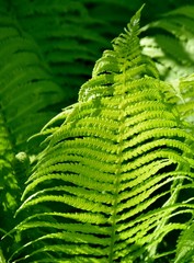 Close up of Fern in Spring sunlight