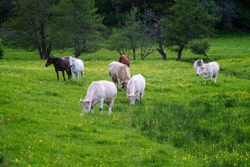 Fototapeta na wymiar F, Burgund, Naturpark Morvan, Weidelandschaft, Bocagelandschaft um Chissey-en-Morvan mit Pferden und Rindern auf der Weide
