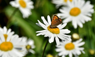 Fototapeta premium Close up of a Daisy with Butterfly in Spring sunshine