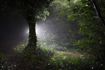 Glowing Tree