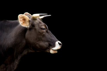 Profilo di mucca